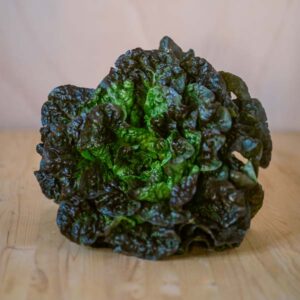 ENCIAM NEGRE DE VILAFRANCA - UNITAT